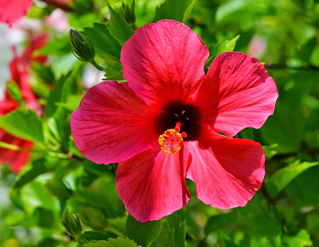 Easy Container Gardening Tips China Rose