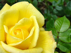 yellow roses rose flower flowers wallpapers desktop meaning friendship late spring widescreen romantic gifts than wallpapersafari watching resolution rosees 3all