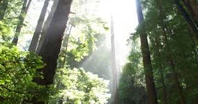 Https Shinrin Yoku Walks Com Nature Connection Activities Https Shinrin Yoku Walks Com Nature Connection Activities