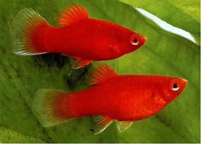 Pez platy Pez platy