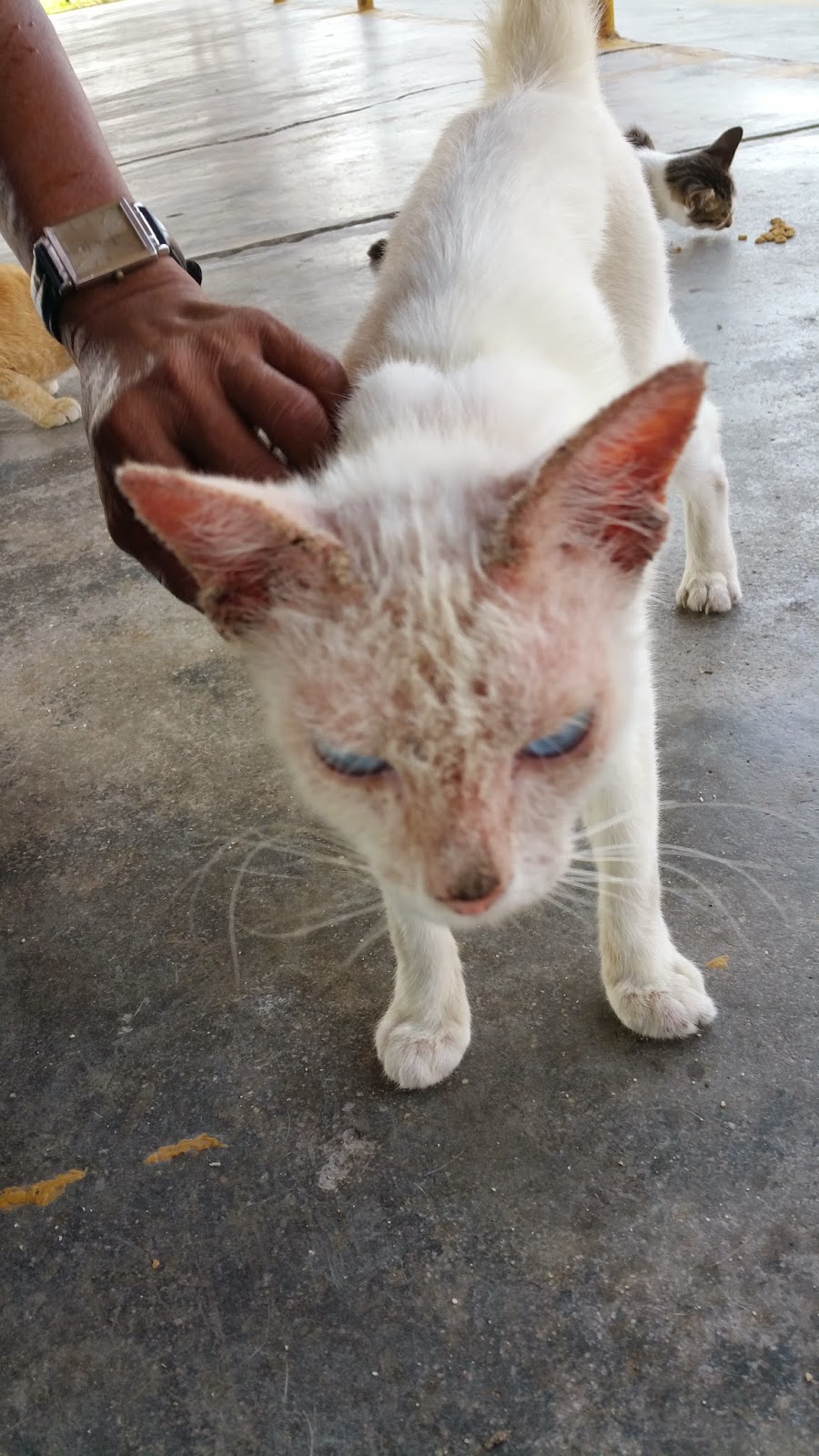 Xing Fu CAT WITH RINGWORMS