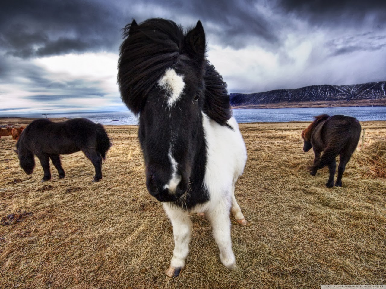 Caballos en Islandia: Todo lo que debes saber sobre el caballo Islandés