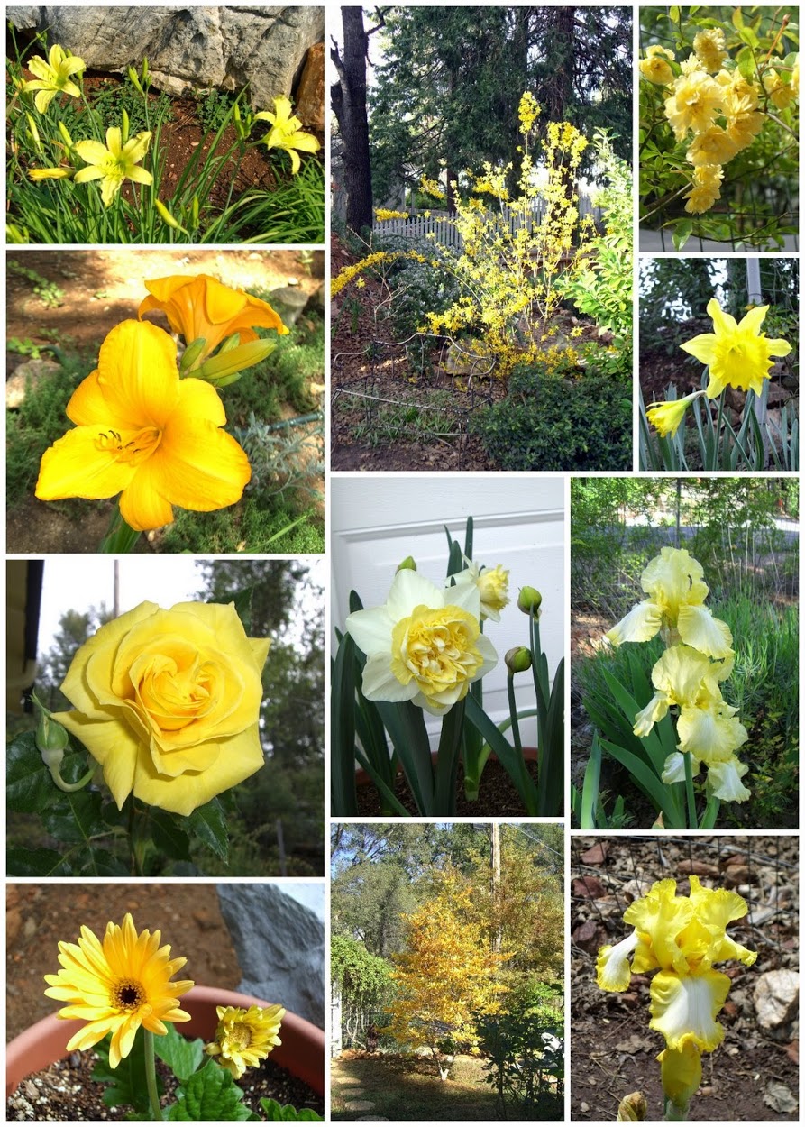 Yellow Flowers  2009