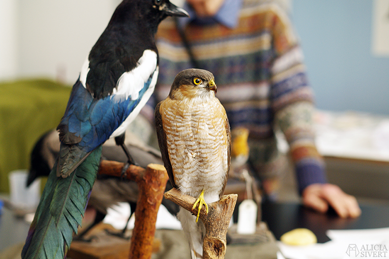 Sparrowhawk and magpie at Biotopia, Uppsala. Photo by Alicia Sivertsson.
