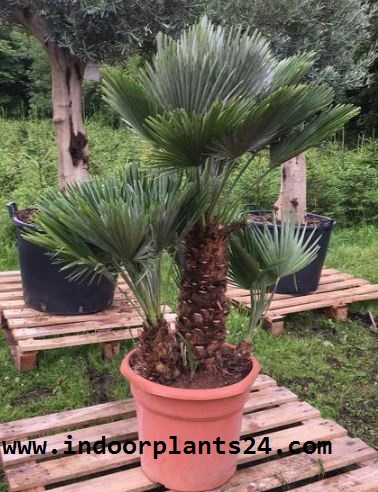 Palmae European Fan Palm Plant image Palmae European Fan Palm Plant image
