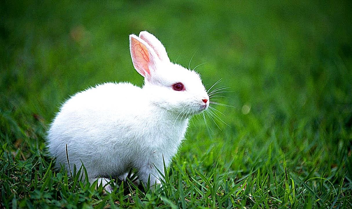 Rabbit Wallpaper HD 1366x768   Free wallpaper full hd 1080p