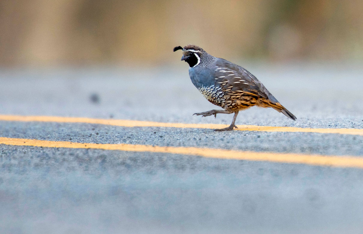 Robin Loznak Photography September 2018