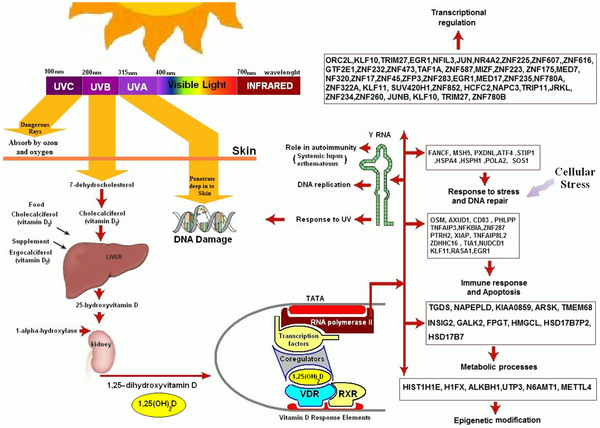 Leer sobre metabolismo glucogeno