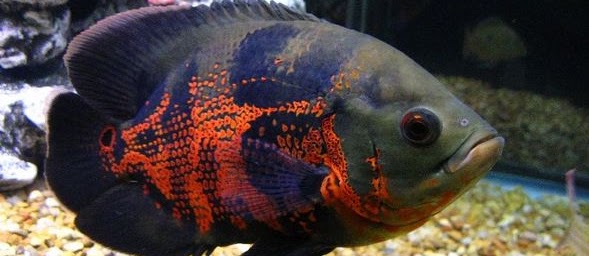 Ikan Oscar Tercantik? Lihat Berikut Ini
