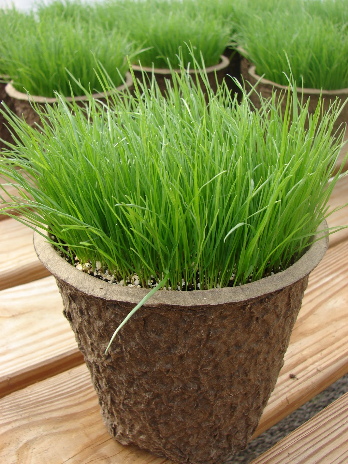 Cobblestone Farms: It's Time to Sow Rye Grass!
