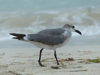 Leucophaeus atricilla - Mouette atricille Leucophaeus atricilla - Mouette atricille