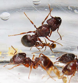 The queen with major and minor workers and brood of a rare trimorphic species of Pheidole ant