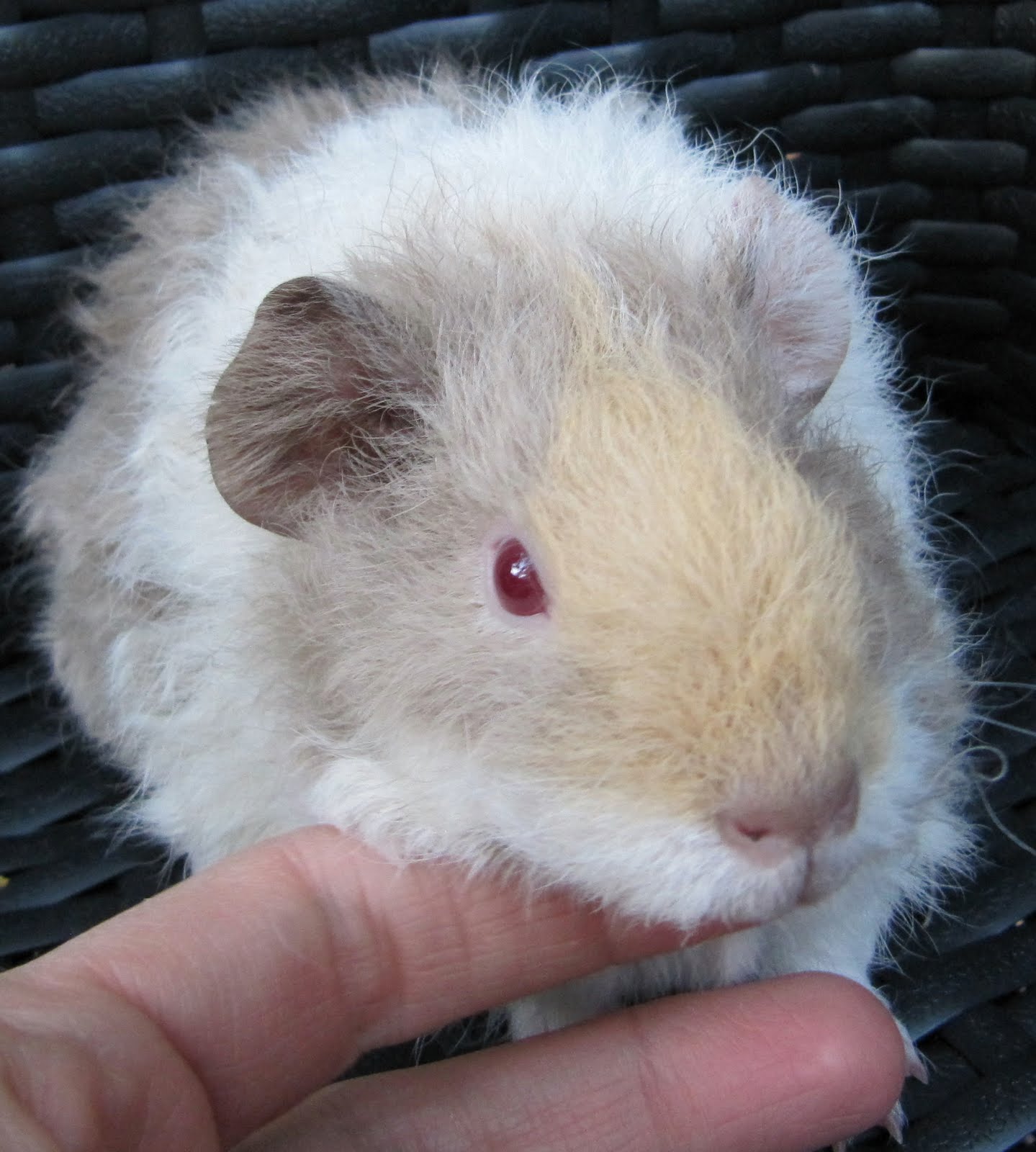 All Things Guinea Pig Latest edition Lavender Mist