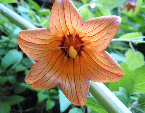 Bicácaro (Canarina canariensis)