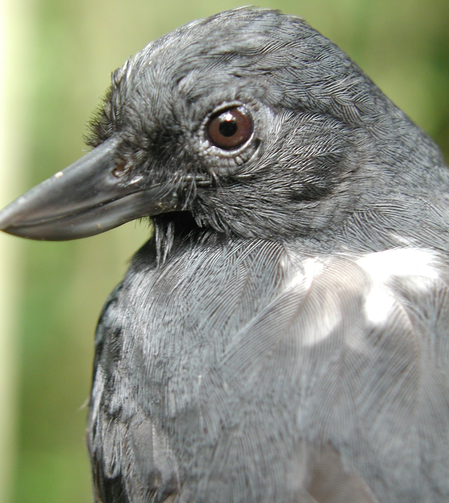 The Curious Naturalist: Re-finding the Recurve-billed Bushbird ...