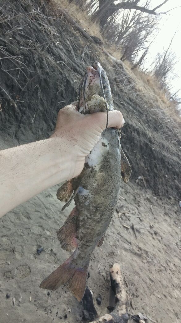 Average Midwest Outdoorsman Catfishing In Lakes