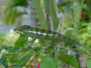 Furcifer pardalis - Caméléon panthère - Endormi Furcifer pardalis - Caméléon panthère - Endormi