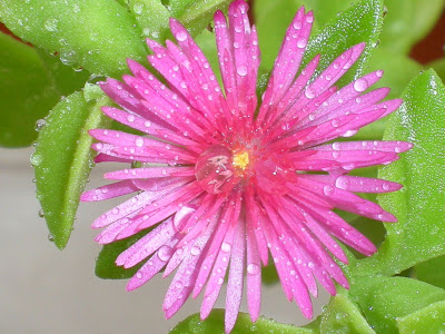 Buz çiçeği (Aptenia cordifolia) 2