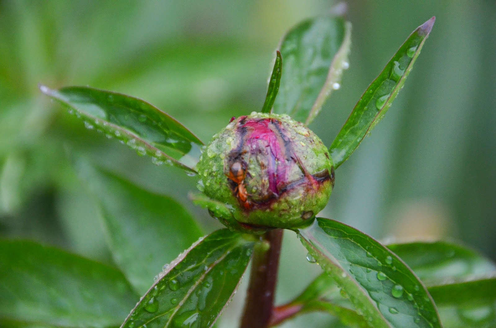 Southern Peony 2015 Spring Peony Buds of a Different Color