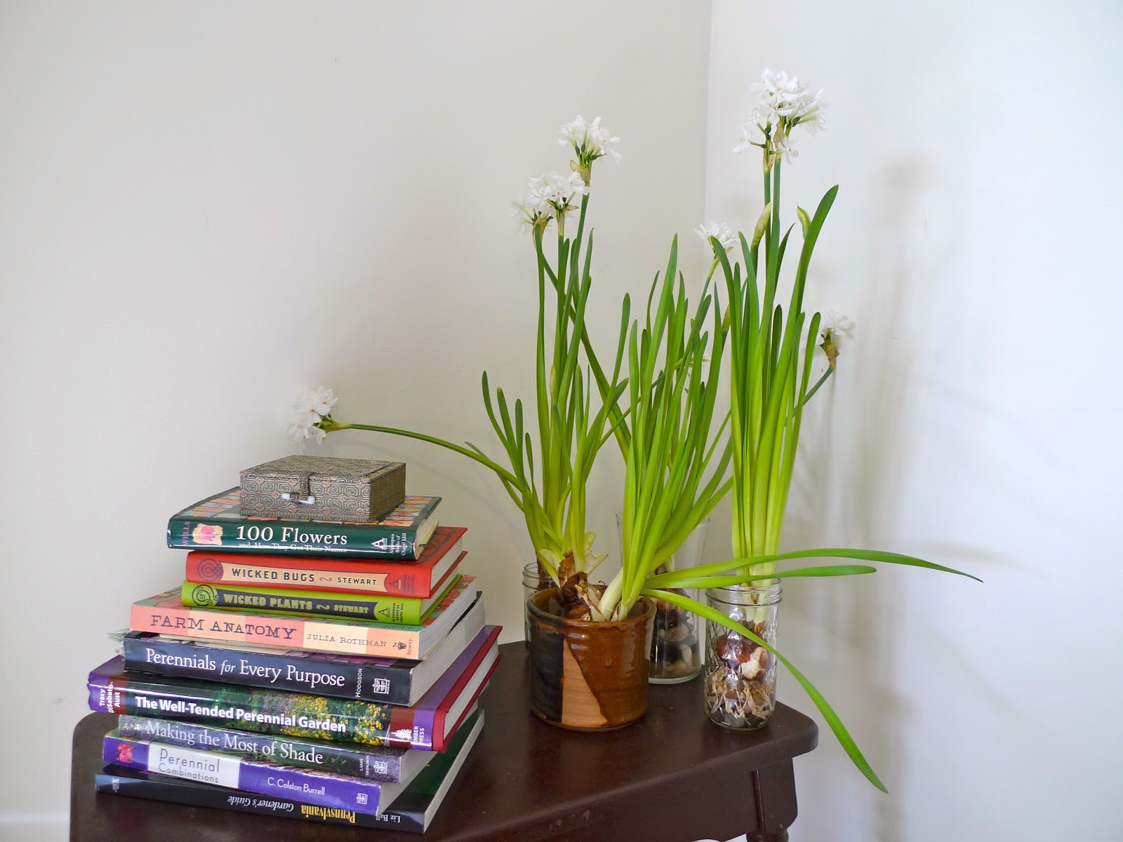 Winter Foliage Paperwhites