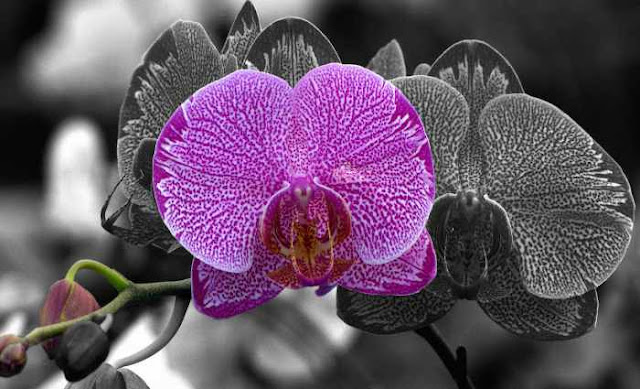 Orquídea phalaenopsis 3 Orquídea phalaenopsis 3