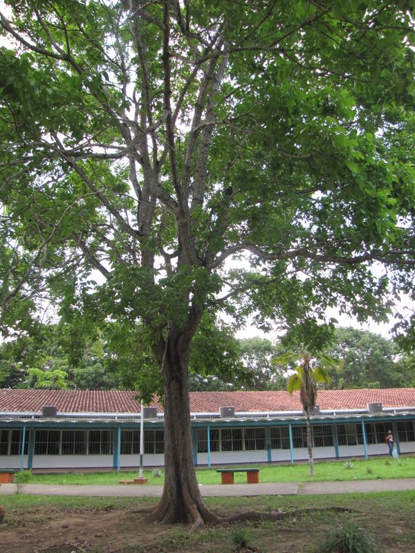 Caoba, árbol nacional