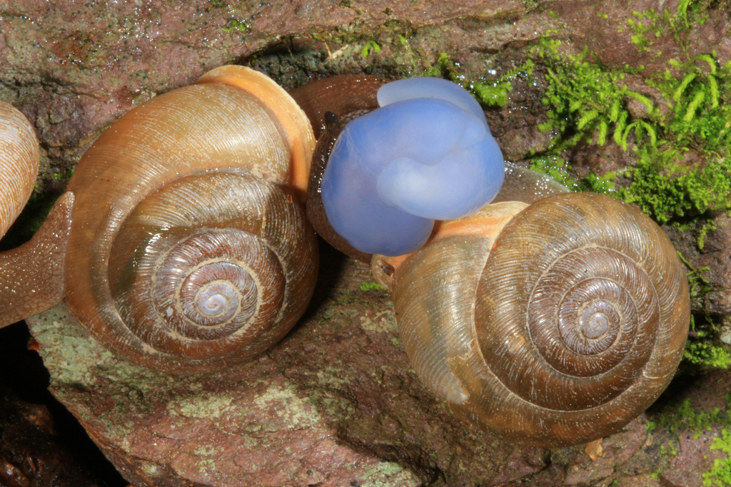 Springfield Plateau Mating Snails