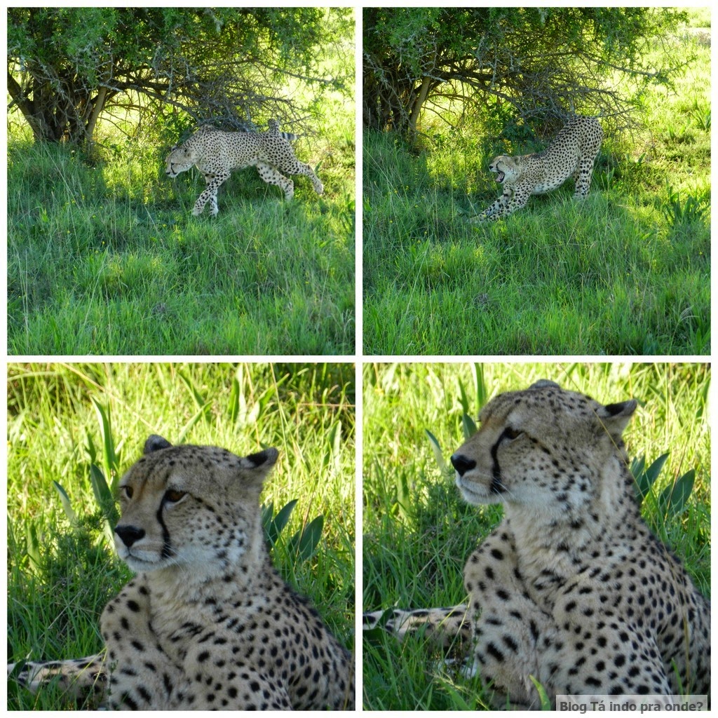 guepardos na África do Sul