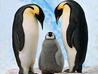 Koloni Pinguin Raib Akibat Pemanasan Global