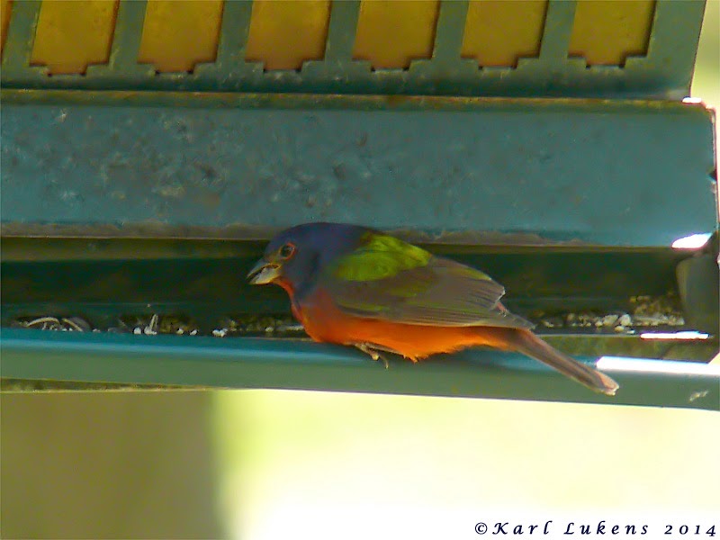 View from the Cape Week in review 26 April 2 May, 2014