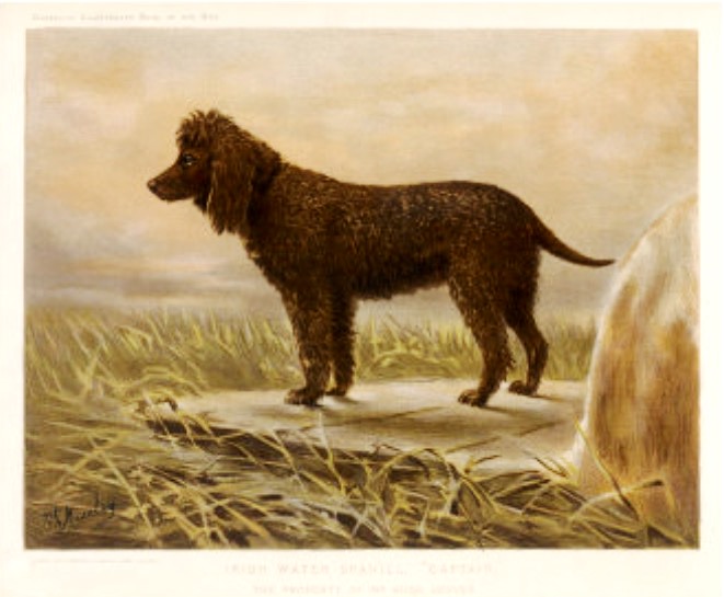 Miss Kent of Louth (1893–1983), with a Dog