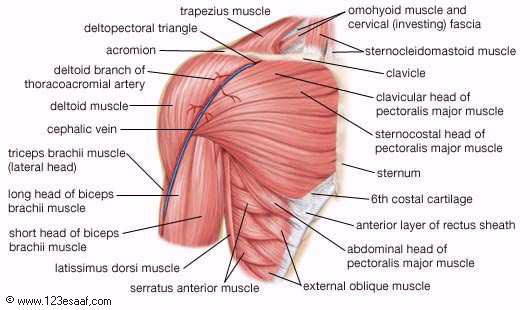 الجهاز العضلي في جسم الإنسان The Human Muscular System موسوعة العلوم