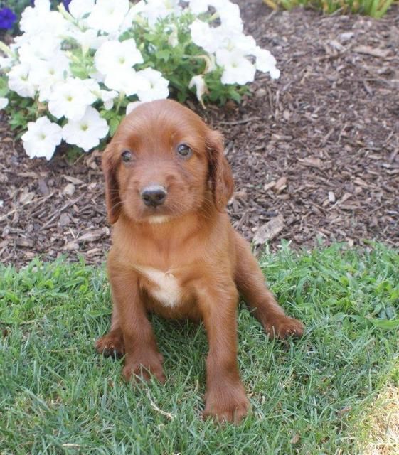 Puppies Pictures and Information