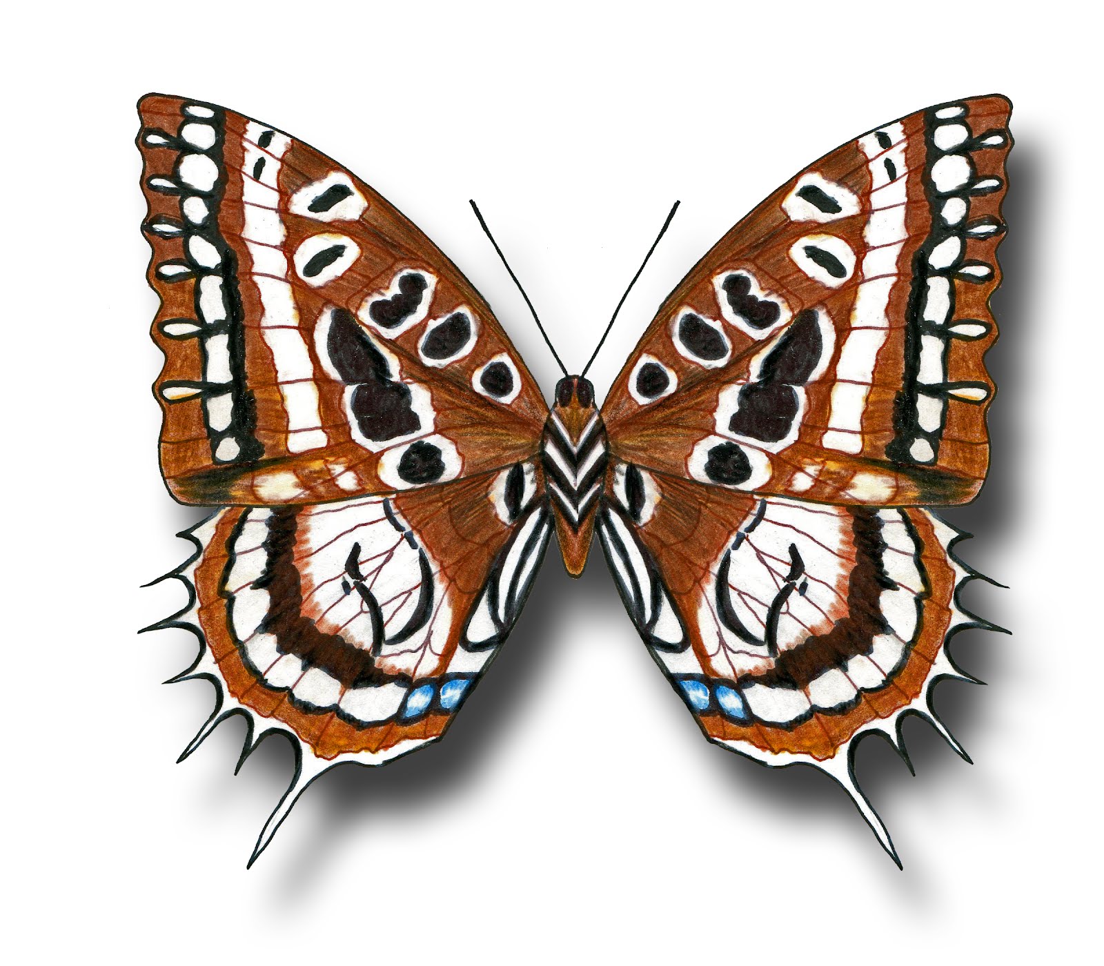 Aileen Biser's Blog: Butterfly Drawings