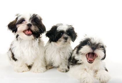 Como acostumar o shih tzu com outro cão