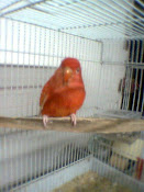 red lovebird