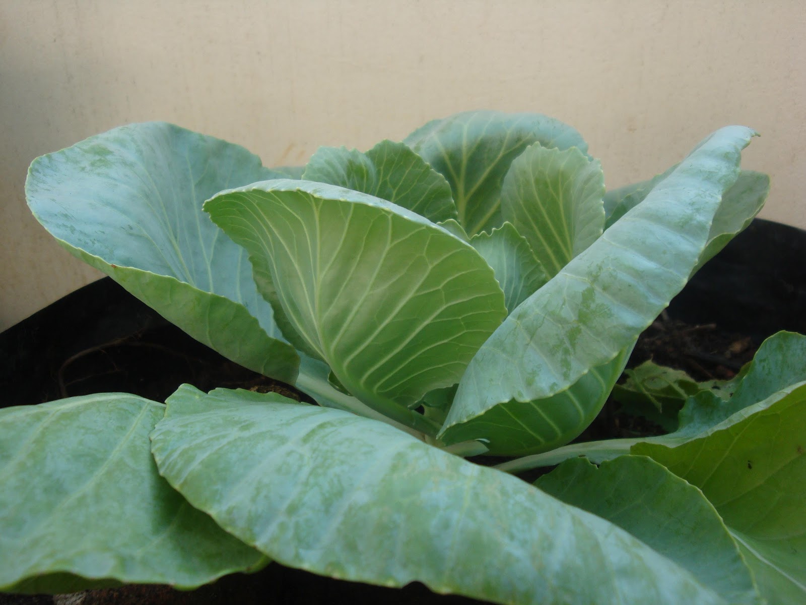 Organic micro farm and vegetable terrace garden Growing Cabbage on