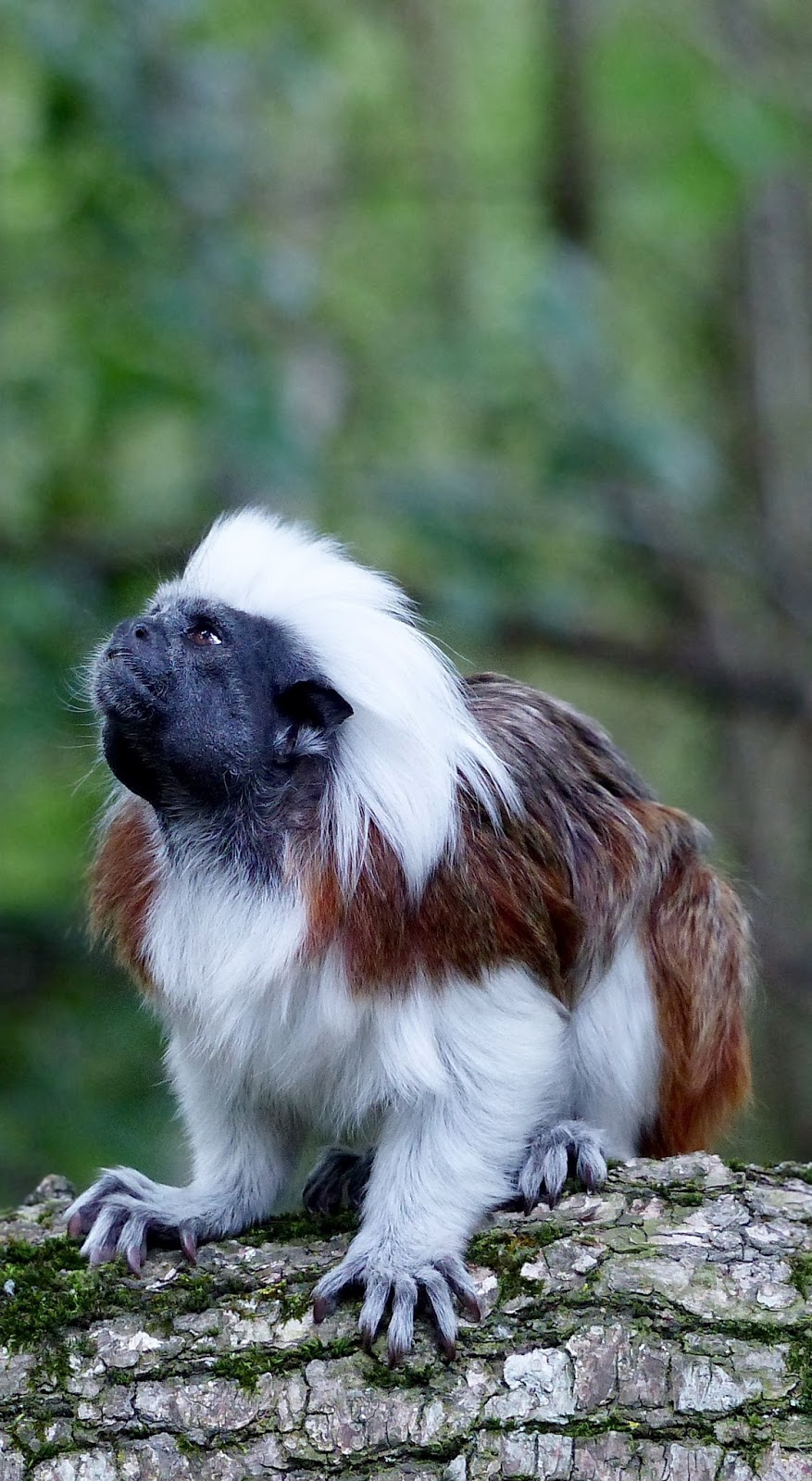 Picture of the stylish liszt monkey.