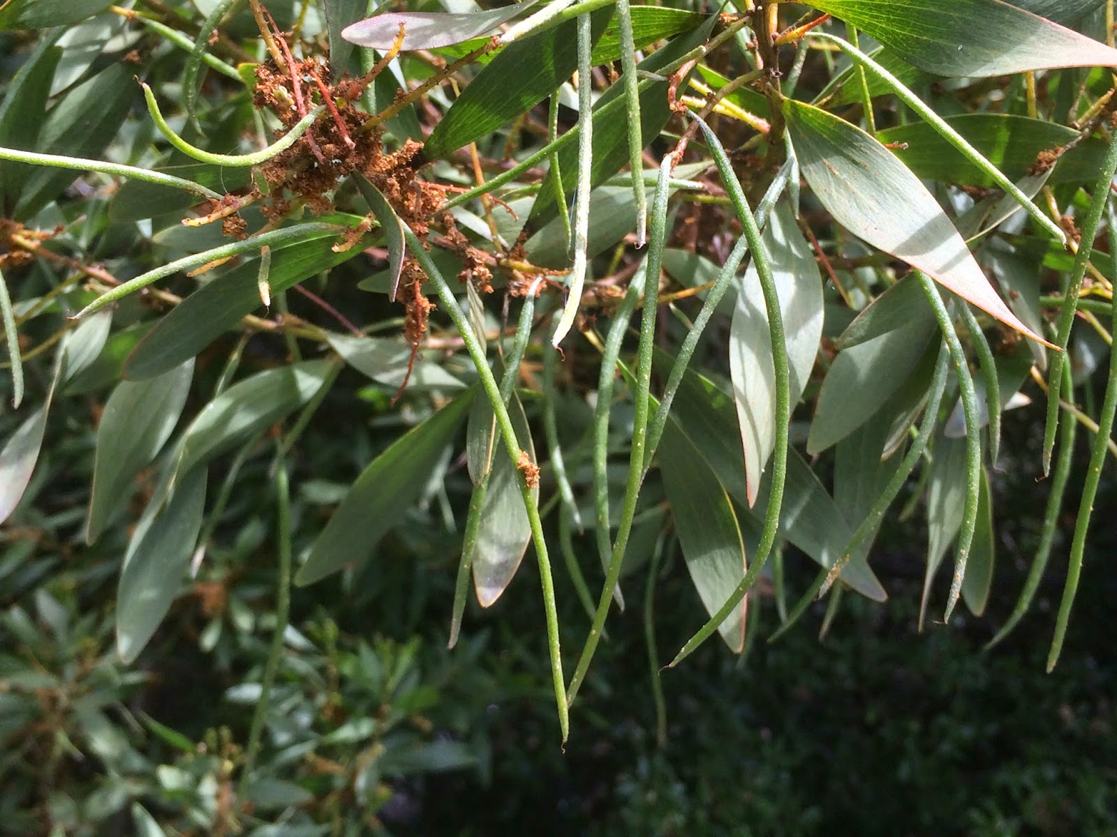 Trees of Santa Cruz County Acacia longifolia Sydney Golden Wattle