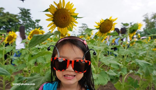 OISCA Sunflower Garden - sunflowers - uses of sunflowers - symbolism of sunflowers - family travel - mommy blogger - Bacolod mommy blogger - Negros Occidental 