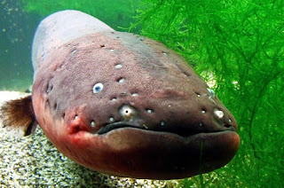 Monstros aquáticos de rios brasileiros