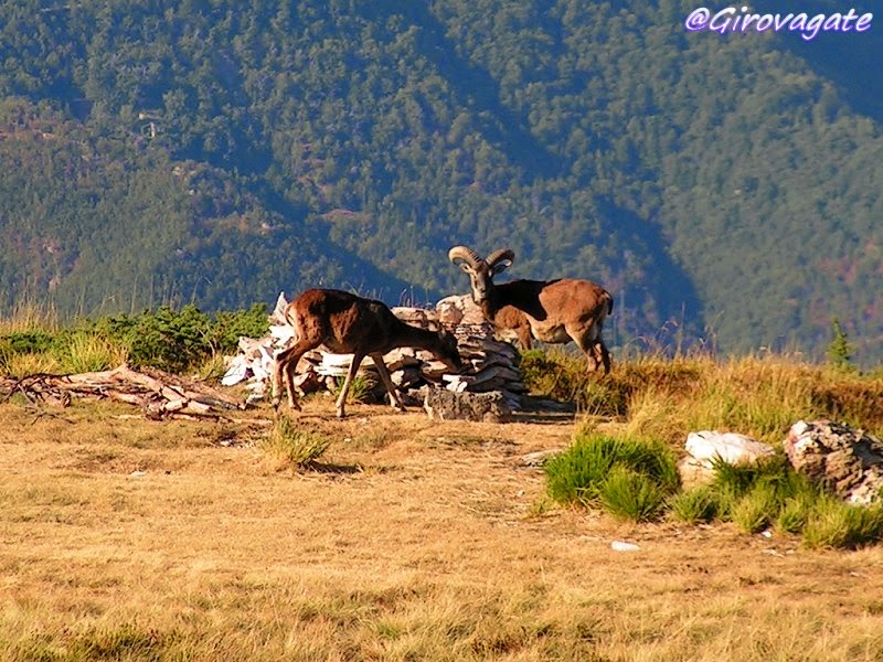 sentiero mufloni alpi apuane