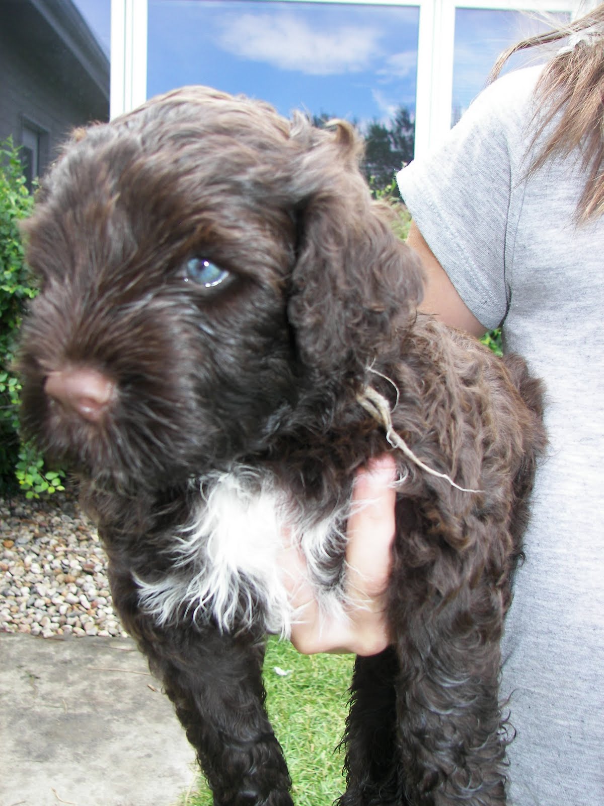 Pili Lani Portuguese Water Dogs