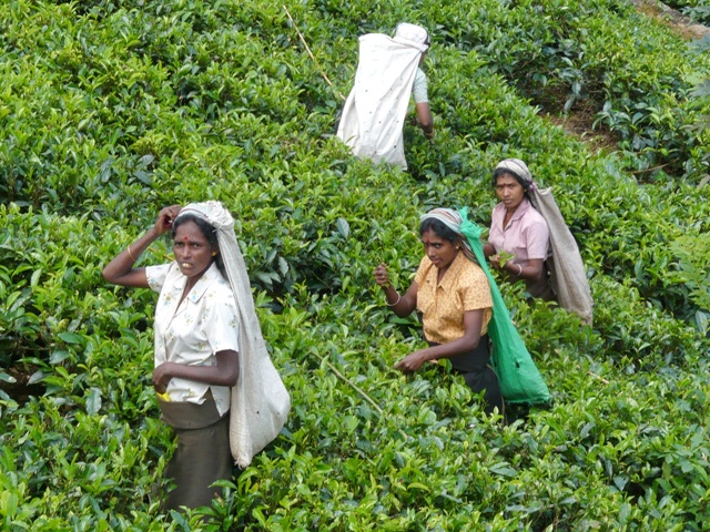 Plantaciones de Té en Sri Lanka