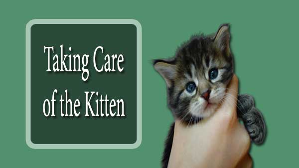Taking Care of the Kitten