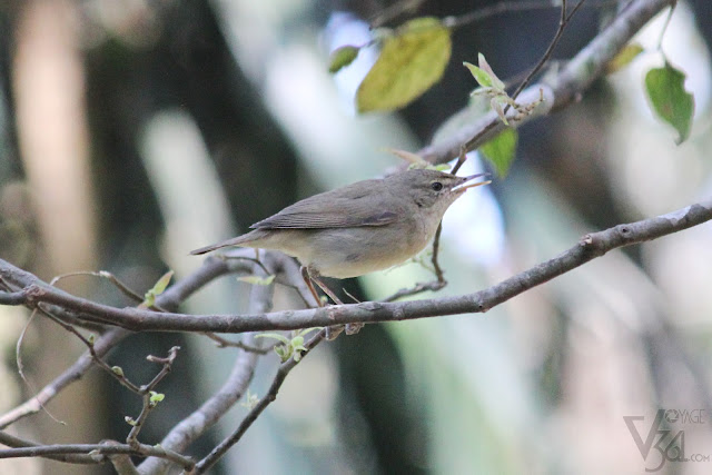 Blyth's Reed Warbler - considering the supercilium upto eyes, and yellow lower mandible. With small tail and long undertail covert