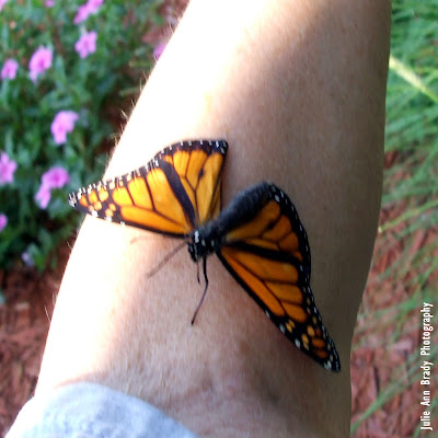 New Monarch Butterfly on my Forearm New Monarch Butterfly on my Forearm