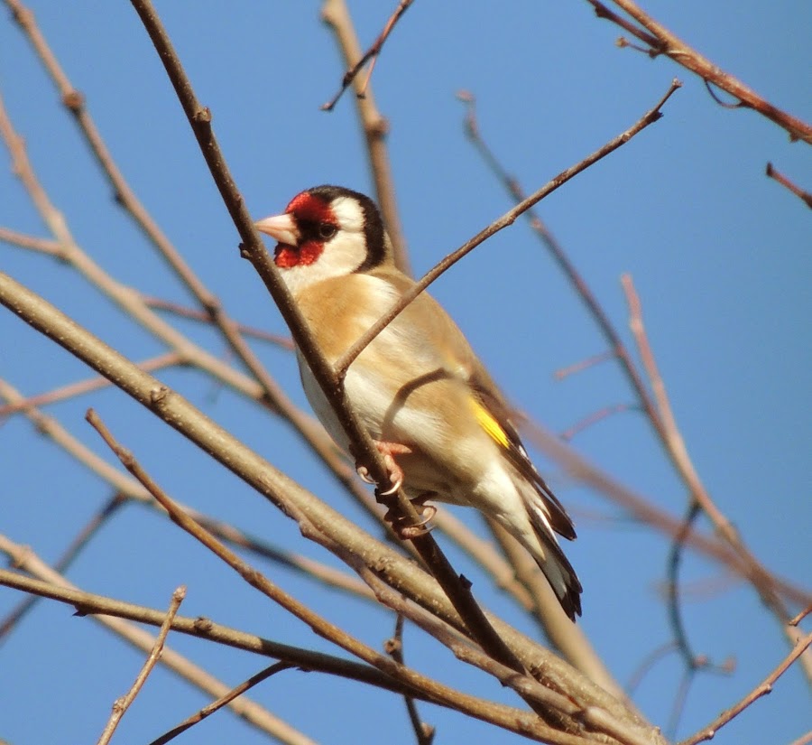 Carduelis carduelis
