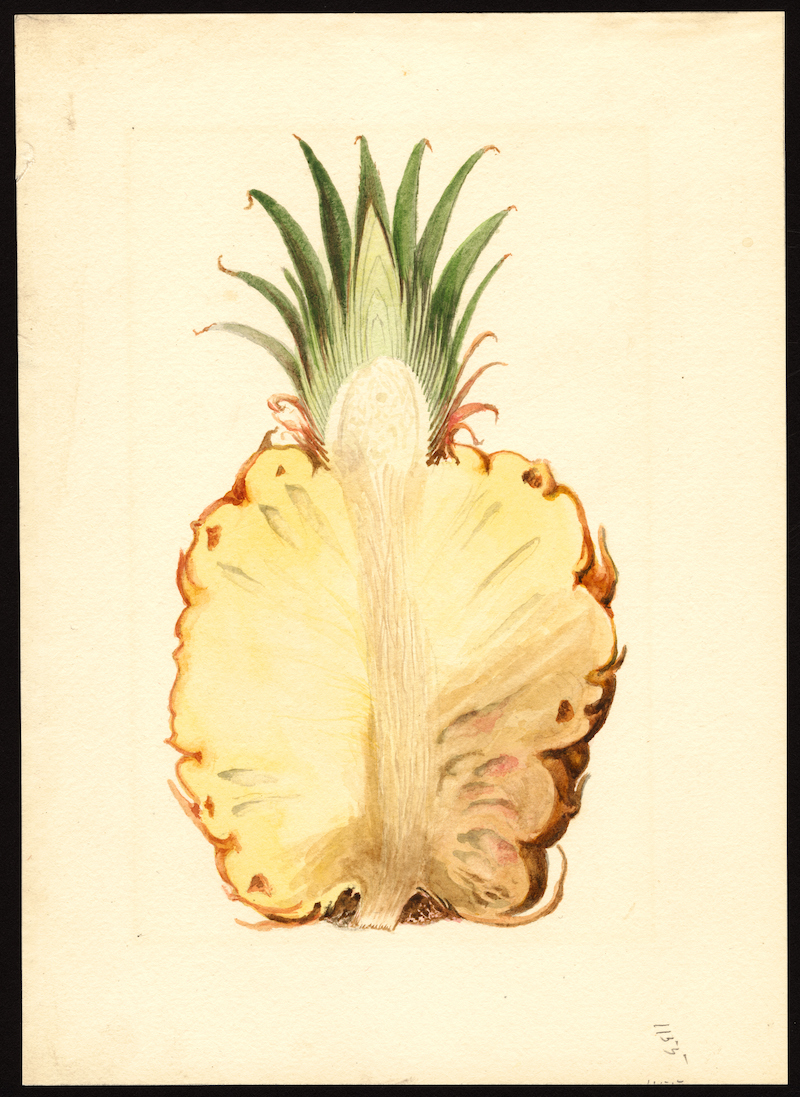 You Can Now Download 7,500 Watercolor Paintings of Every Known Fruit In The World In High Resolution