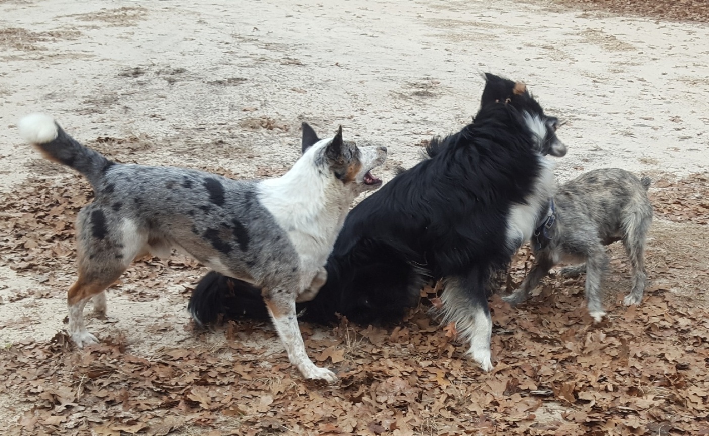 Adventures Of Shadow The Rving Dog Shylo Enjoys His Time At Dlc